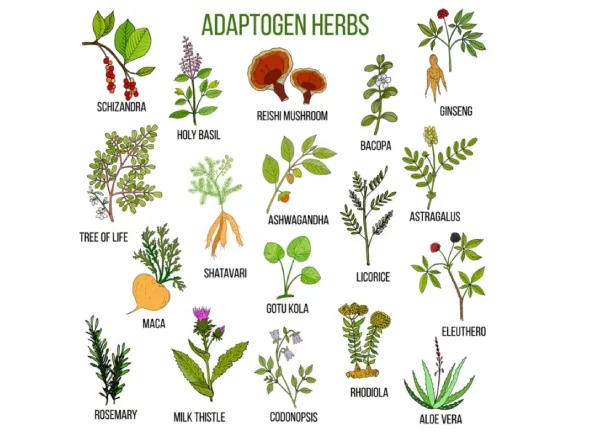 adaptogens